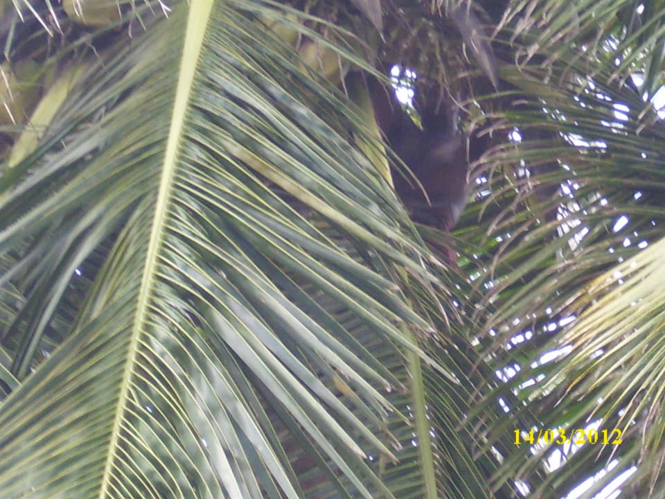 Eifriger Arbeiter Earl’s Reef Beruwala