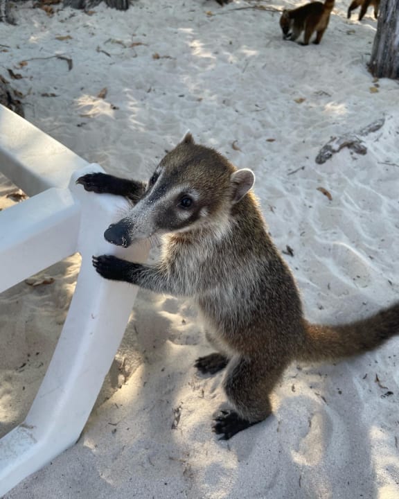 Sonstiges Iberostar Selection Paraiso Maya Suites