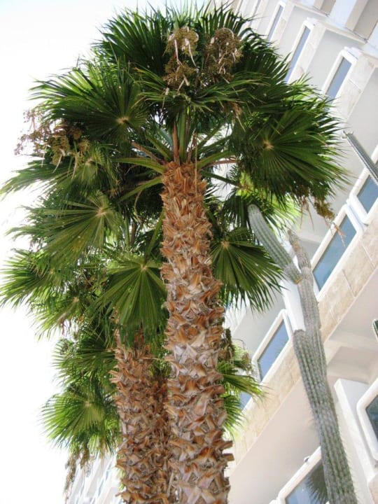 Kaktee bis zum 3.Stock Hotel Europalace