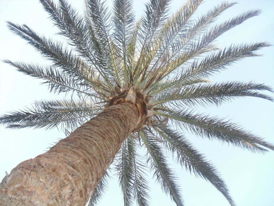 Riesenpalme Giftun Azur Resort