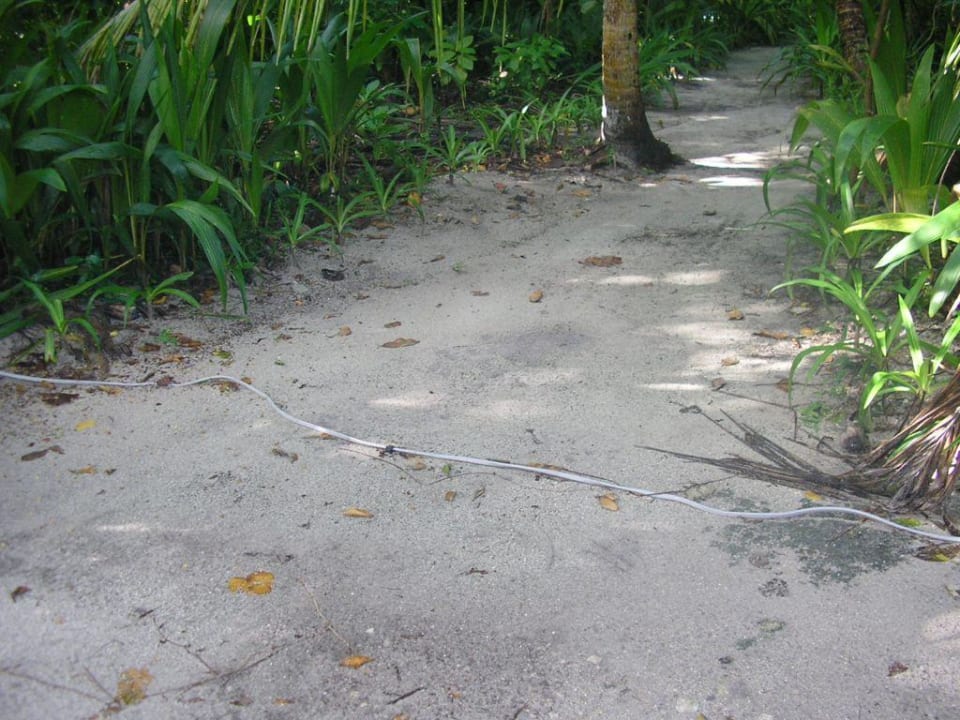 Stromkabel auf dem Weg Vilamendhoo Island Resort & Spa