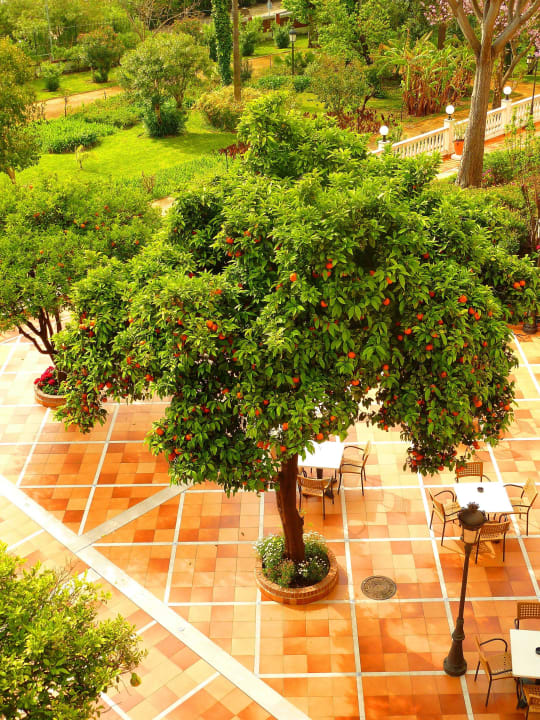 Blick auf einen Orangenbaum unter dem Zimmer Globales Reina Cristina