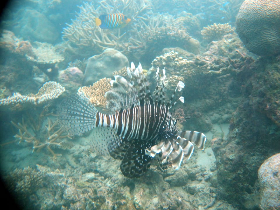 Feuerfisch Angaga Island Resort