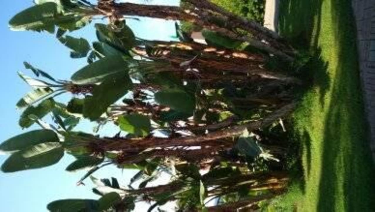 Teren hotelu Falkensteiner Club Funimation Garden Calabria