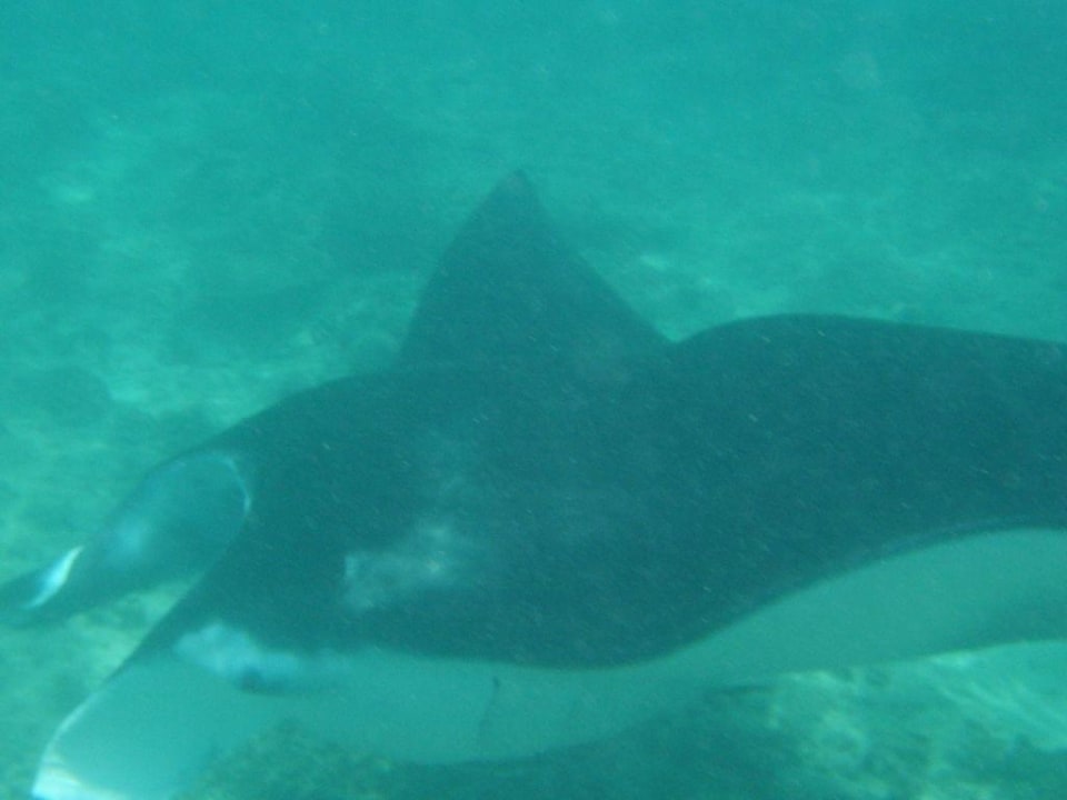 Mantaschnorcheln Summer Island Maldives