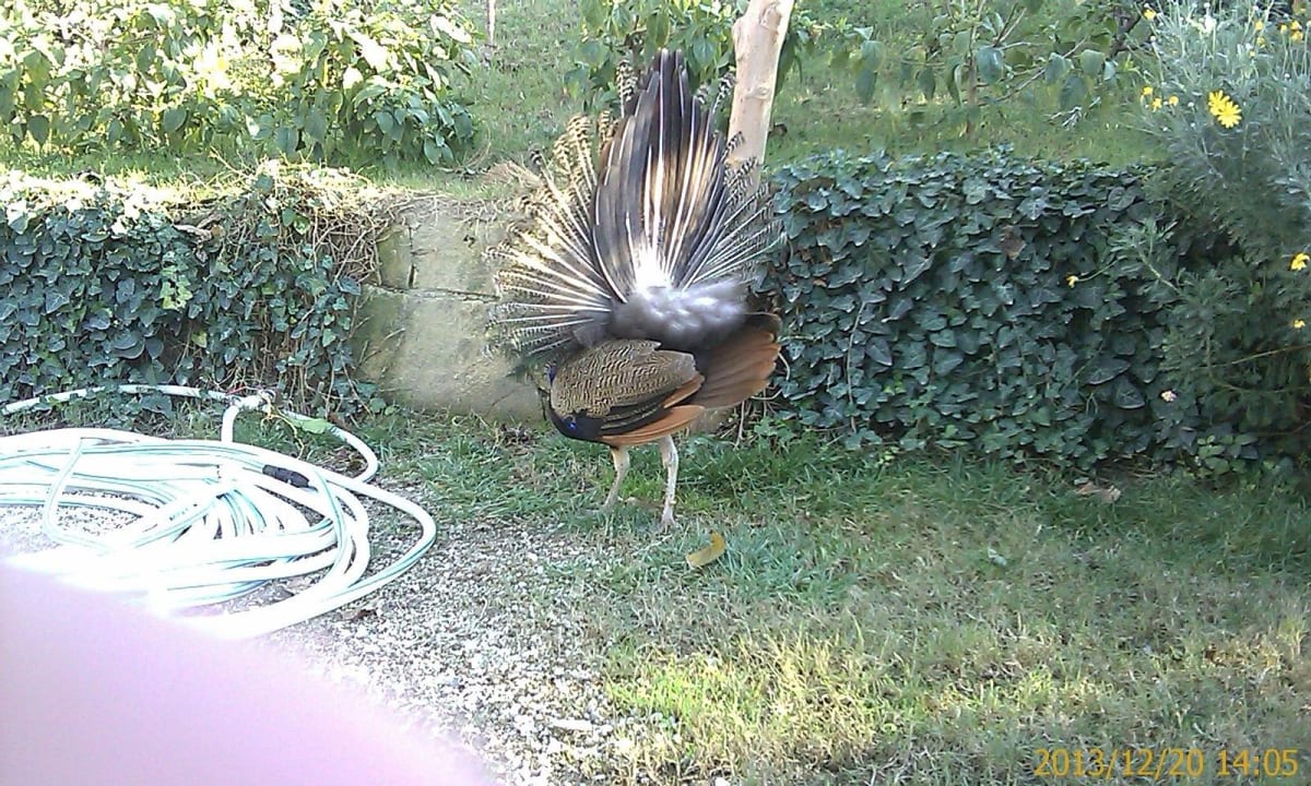 Pfauenhahn mit geöffnetem Gefieder Seaden Corolla Hotel