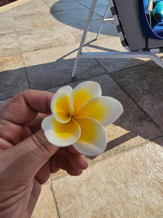 Pool Pickalbatros Laguna Vista Hotel