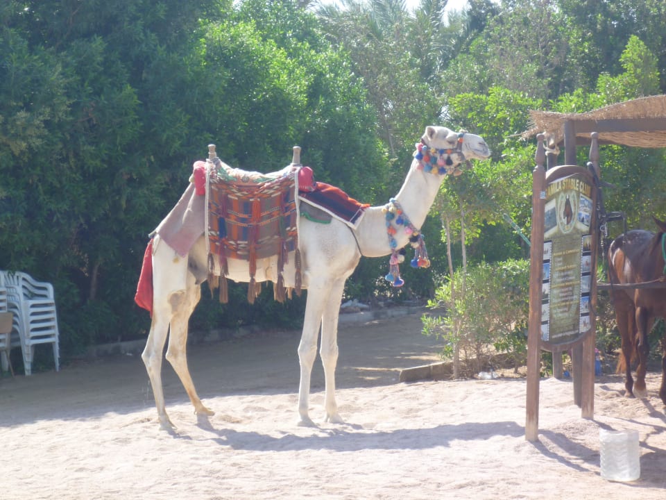 Kamelreiten am Strand Stella Beach Resort & Spa Makadi Bay