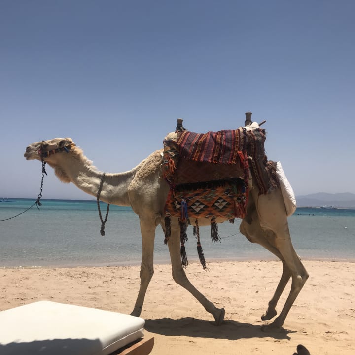 Strand Hotel Kempinski Soma Bay