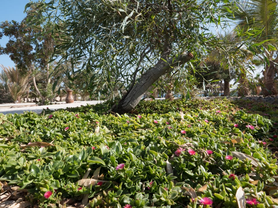 Gartenanlage Hotel Mangrove Bay Resort