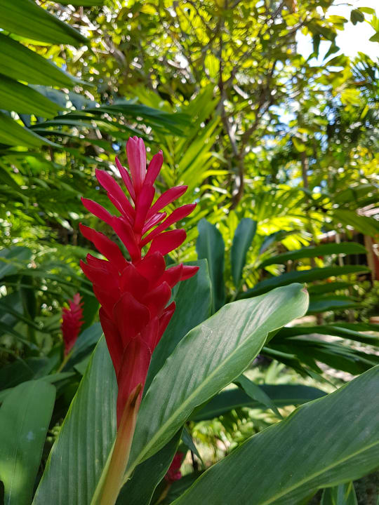 Gartenanlage Hotel Baan Chaweng Beach Resort & Spa