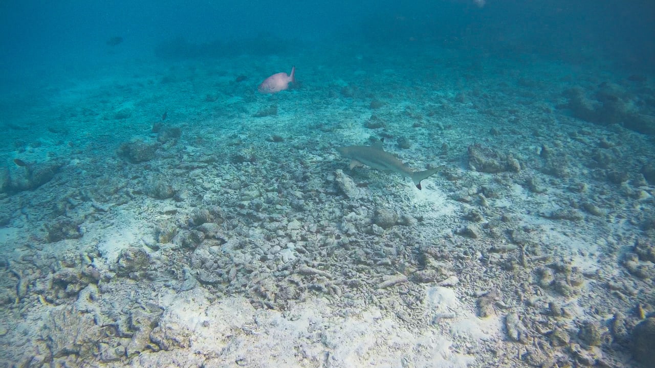 Sport & Freizeit Summer Island Maldives