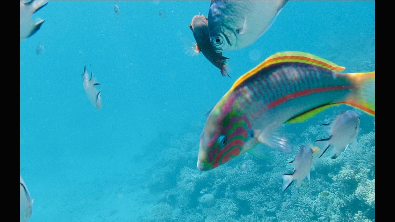 Sport & Freizeit Cleopatra Luxury Resort Makadi Bay