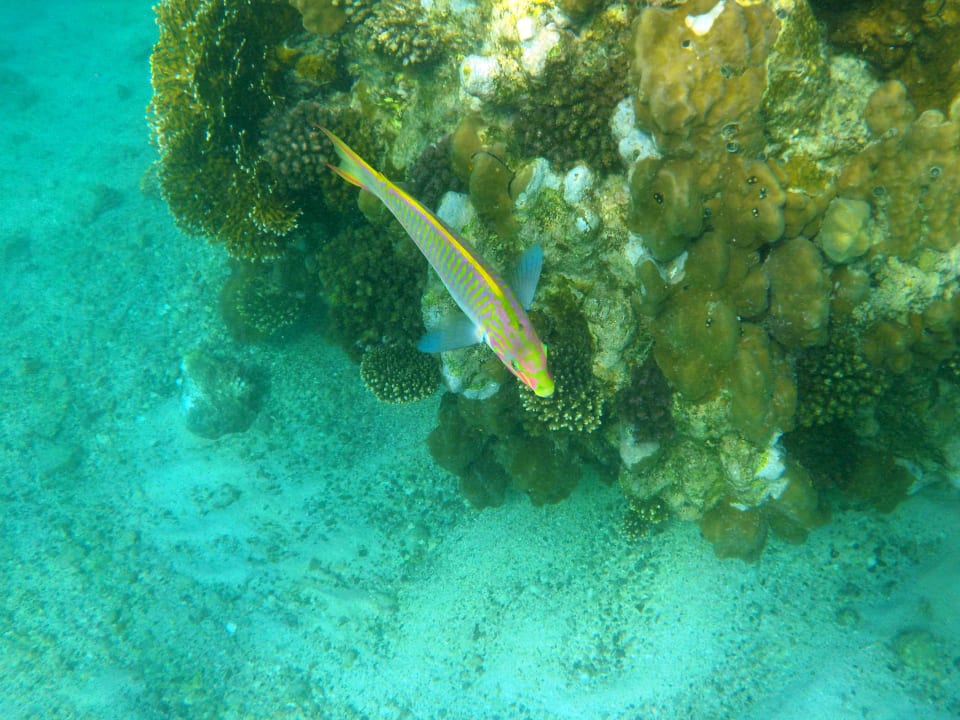 Strand Mövenpick Resort El Quseir