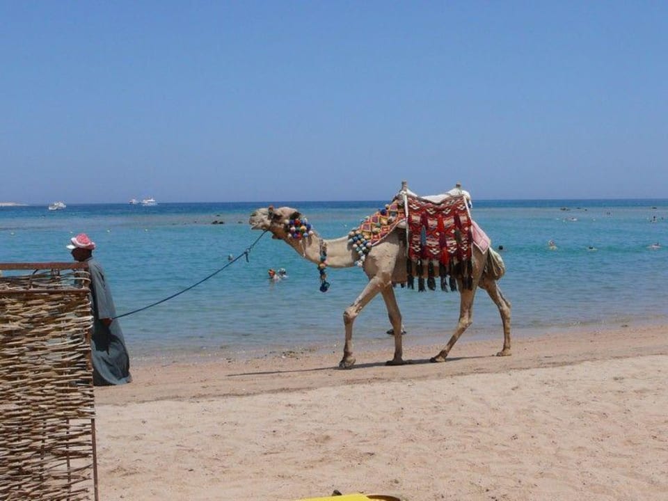 Strandszene Hotel JAZ Makadi Star & Spa