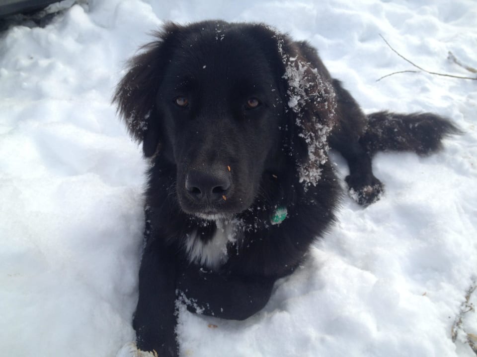 Balu der Pensionshund Pension Maier Schiestlhof