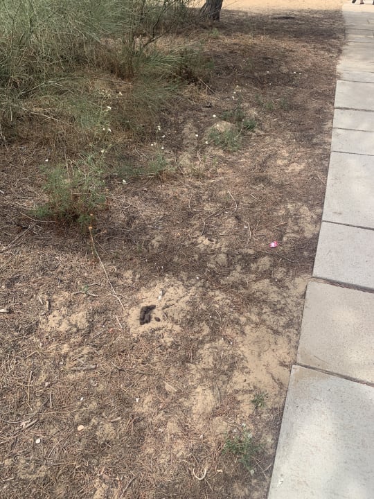 Strand TUI BLUE Isla Cristina Palace