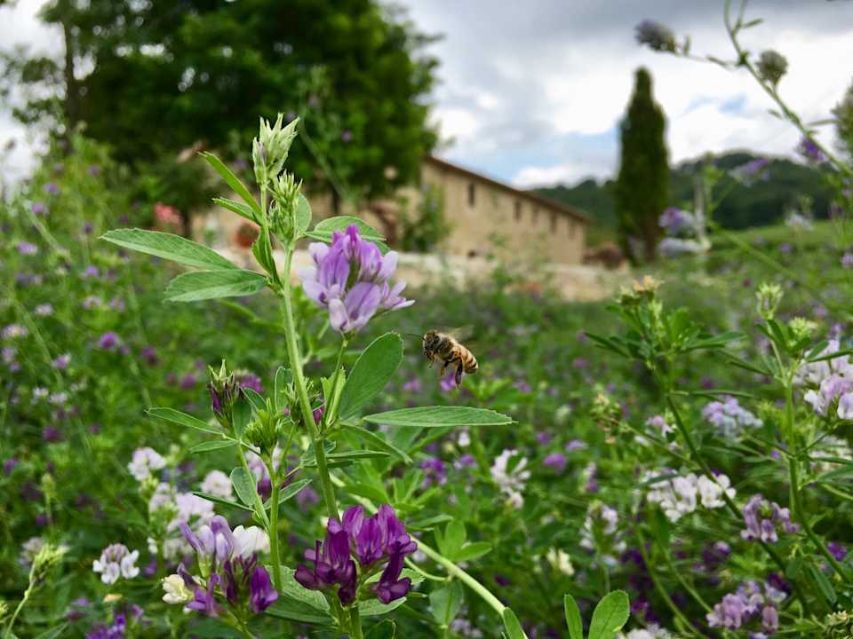 Gartenanlage Agriturismo Fonte Rosa