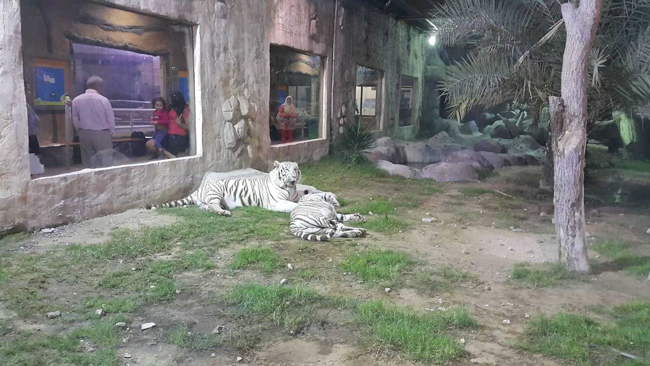 Tiger Area Hotel Emirates Park Resort