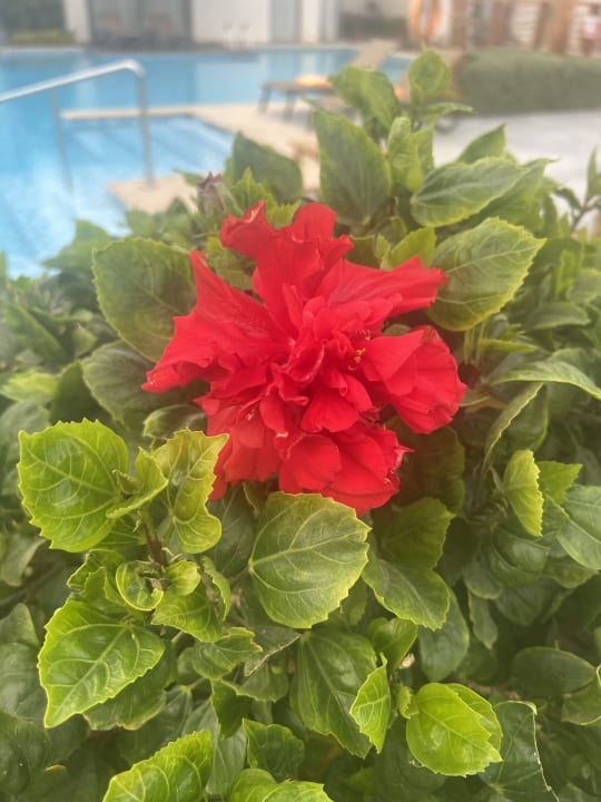 Gartenanlage Rixos Premium Magawish Suites & Villas