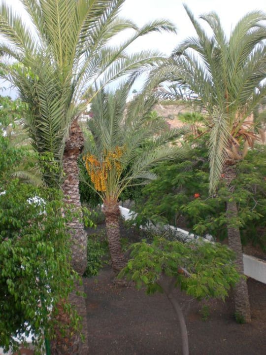 Blick auf die Anlage Bungalows Vistaflor