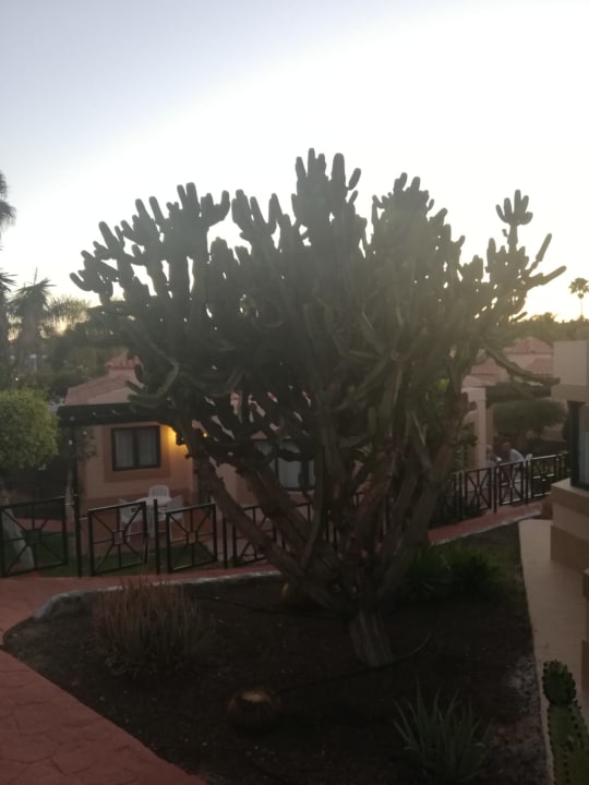Gartenanlage allsun Hotel Esplendido