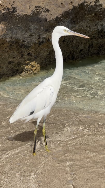 Strand Radisson Blu Resort, El Quseir