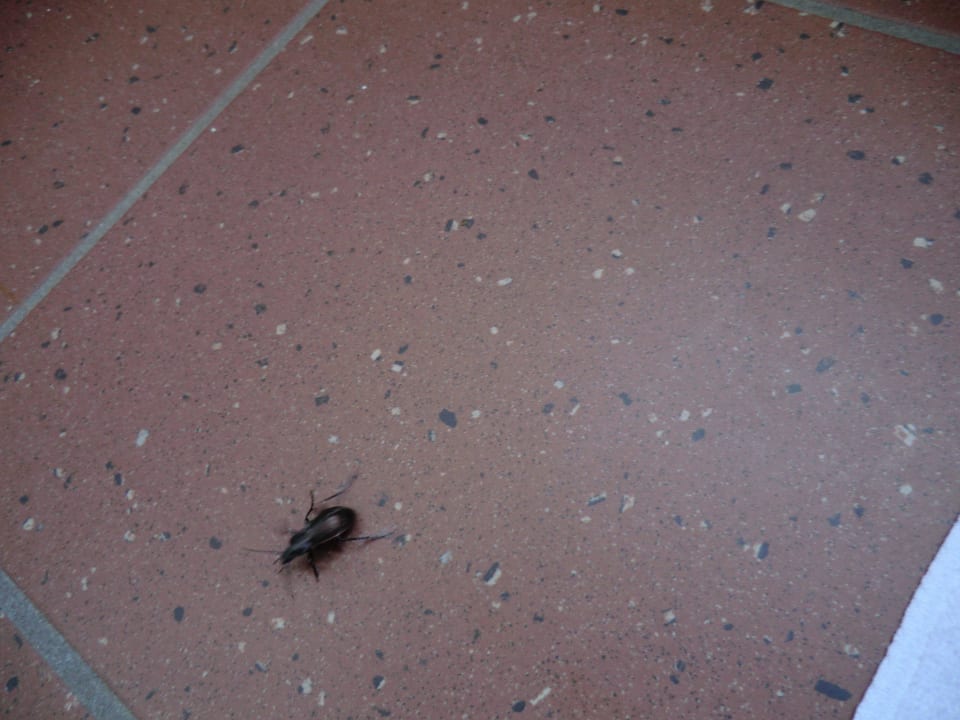 Ungeziefer im Bad Landhotel Arber Wellness