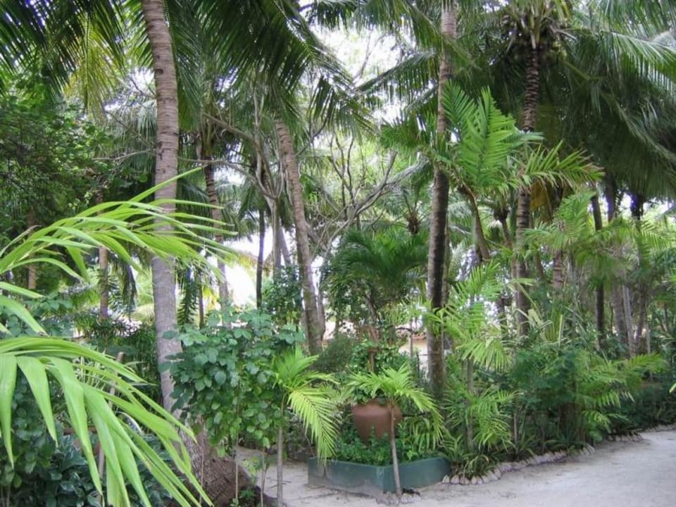 Summer Island Summer Island Maldives
