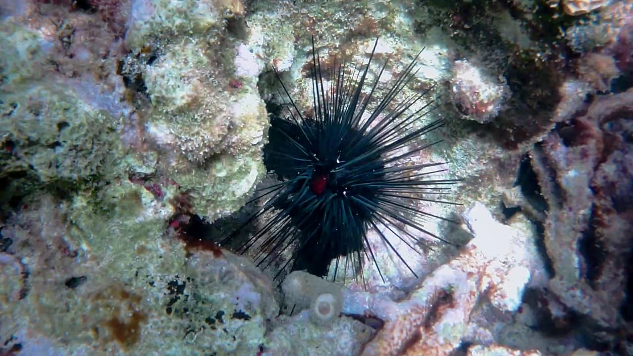 Sport & Freizeit Akumal Bay Beach & Wellness Resort