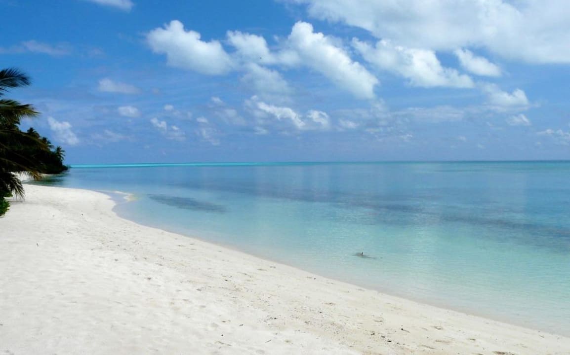 Kleiner Hai direkt am Strand Kuramathi Maldives
