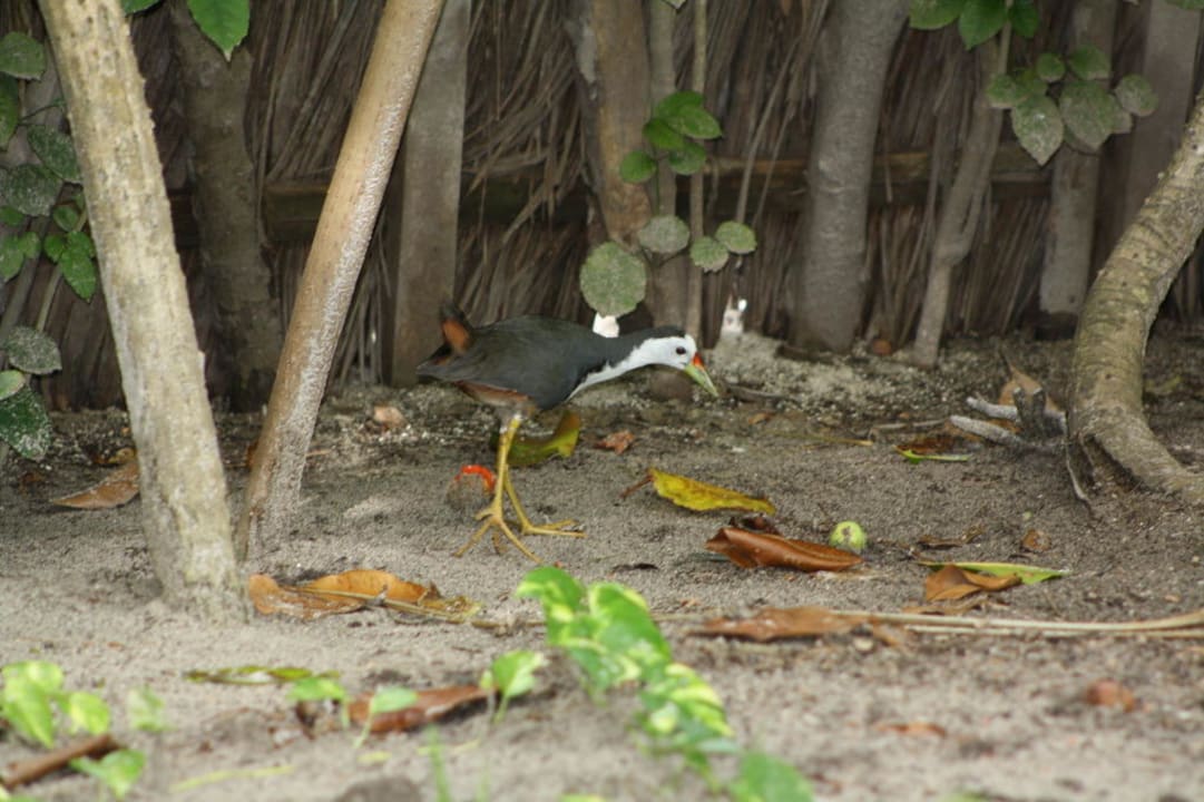 Anlagenbewohner auf Angaga Angaga Island Resort