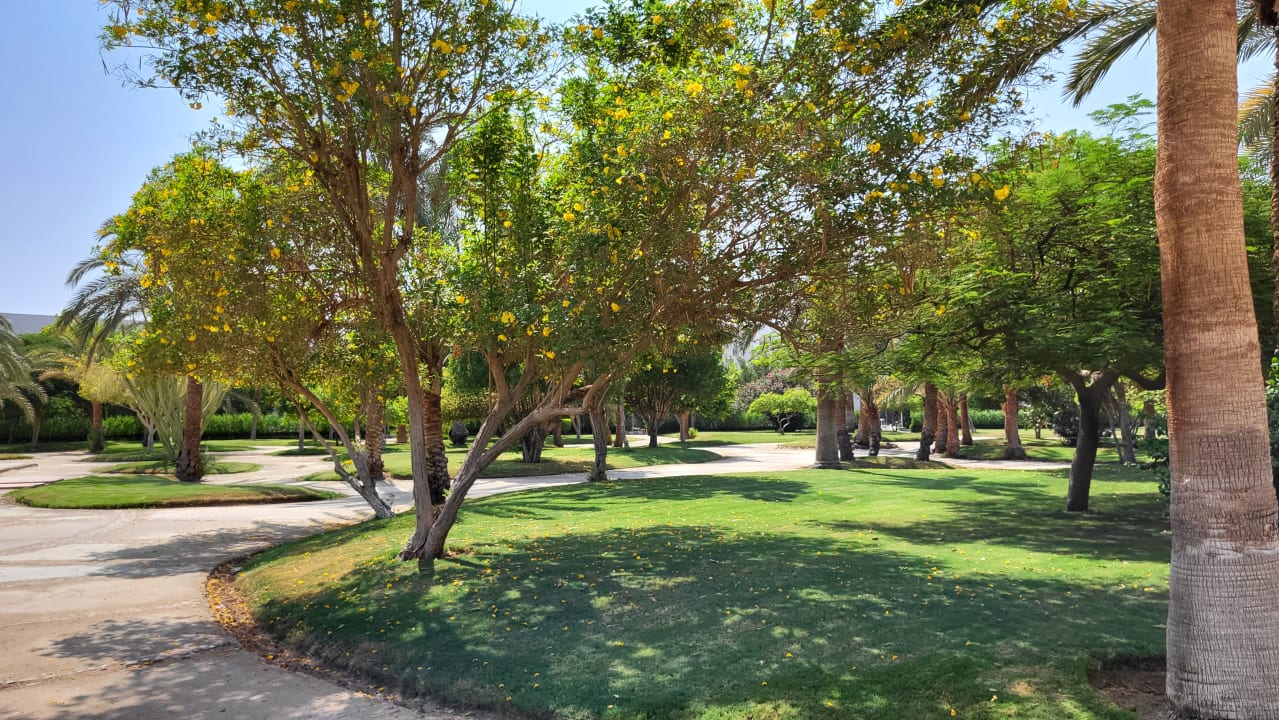 Gartenanlage Desert Rose