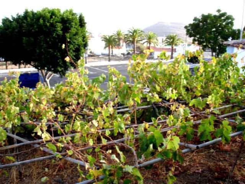 viñas Casa Rural Don Pedro I