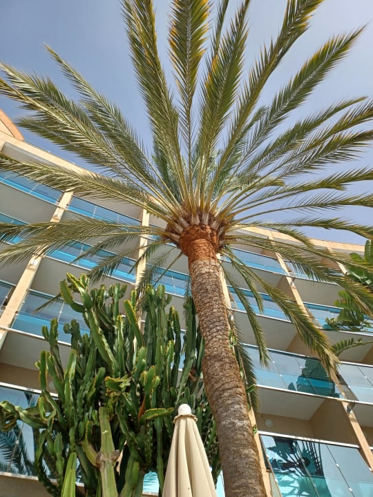 Gartenanlage MUR Hotel Faro Jandia & Spa Fuerteventura