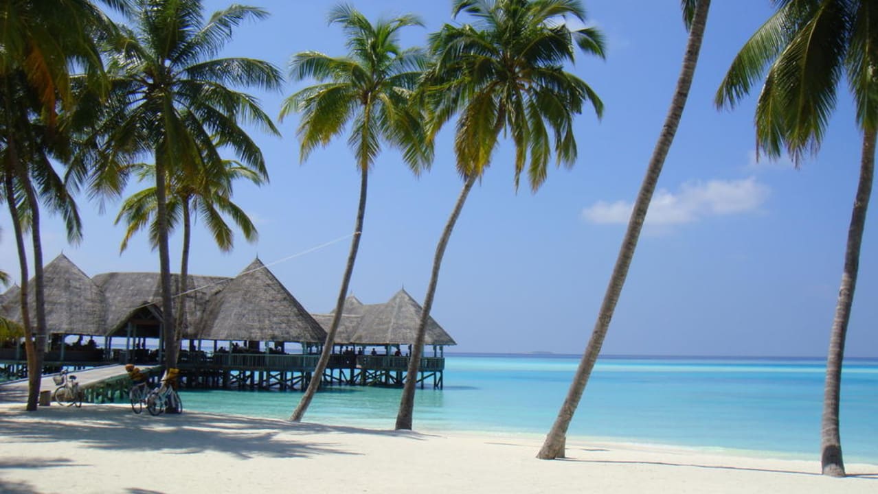 Strand mit Palmen Gili Lankanfushi Resort