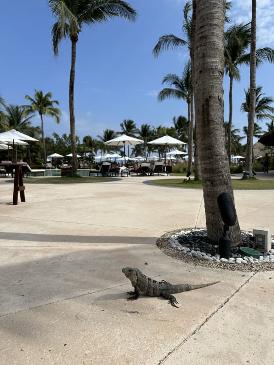 Gartenanlage Secrets Akumal Riviera Maya - Adults only