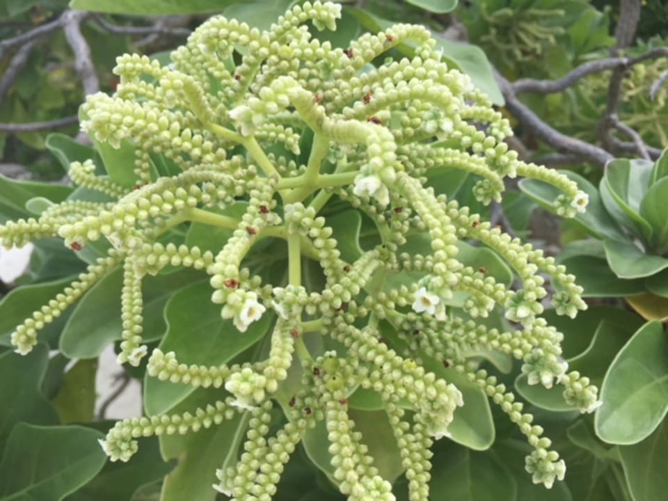 Gartenanlage Kuredu Island Resort & Spa