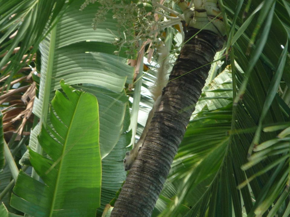 Dschungelgarten Hotel The Cottage