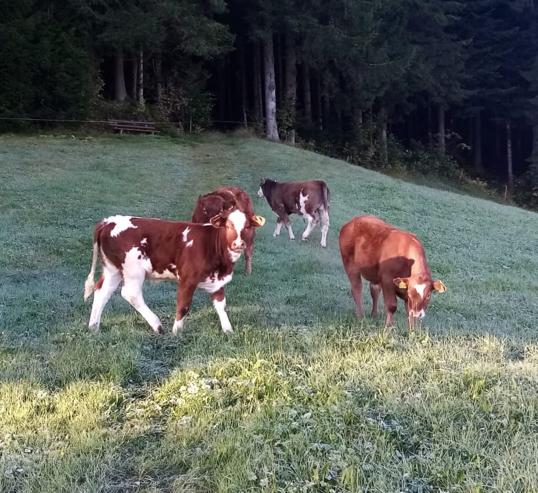 Ausblick Bauernhof Schreinerhäusle