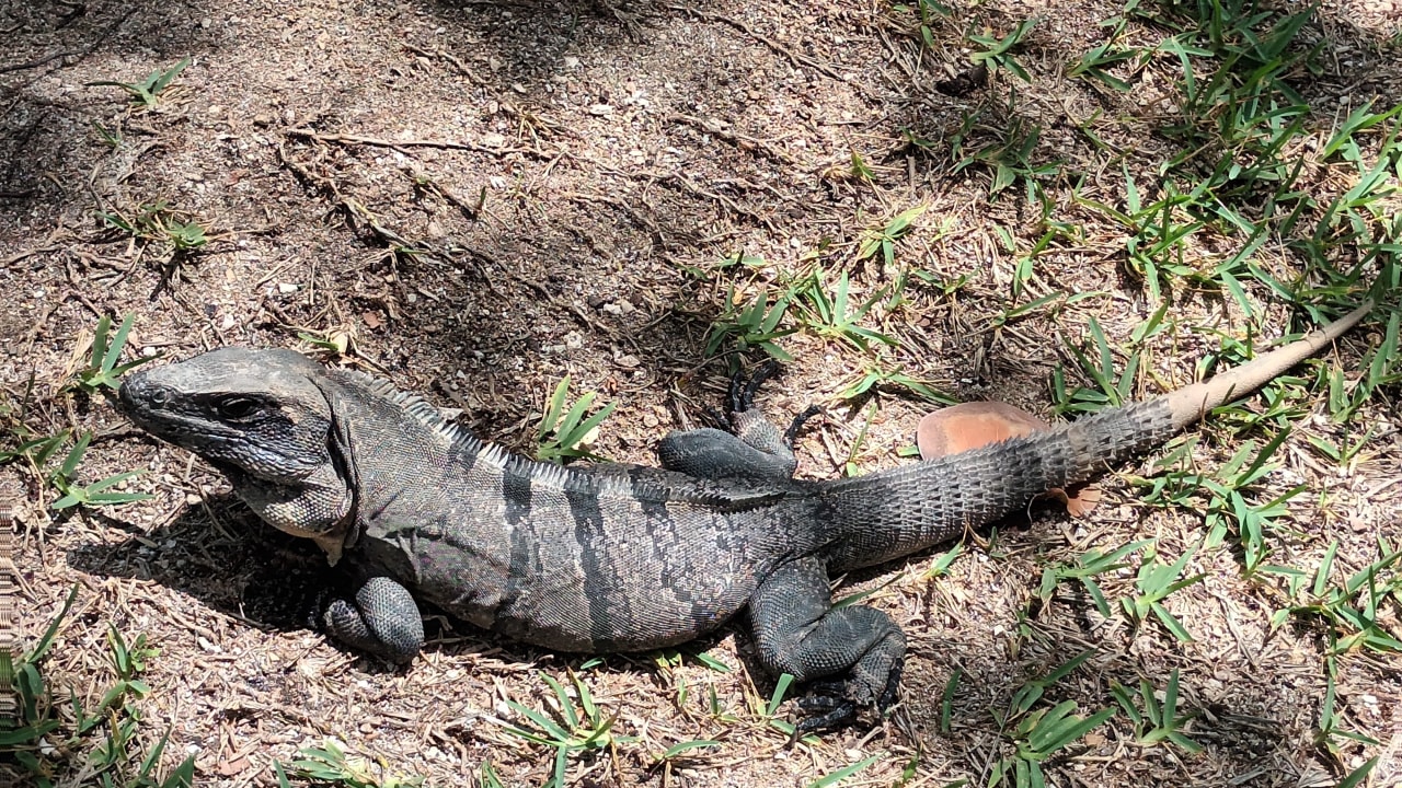Gartenanlage Akumal Bay Beach & Wellness Resort
