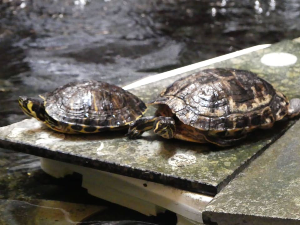 Schildkröten im Bereich der Aufzüge H10 Playa Esmeralda - Adults only