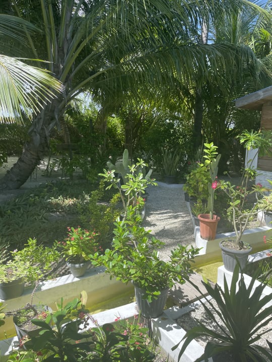 Gartenanlage South Palm Resort Maldives