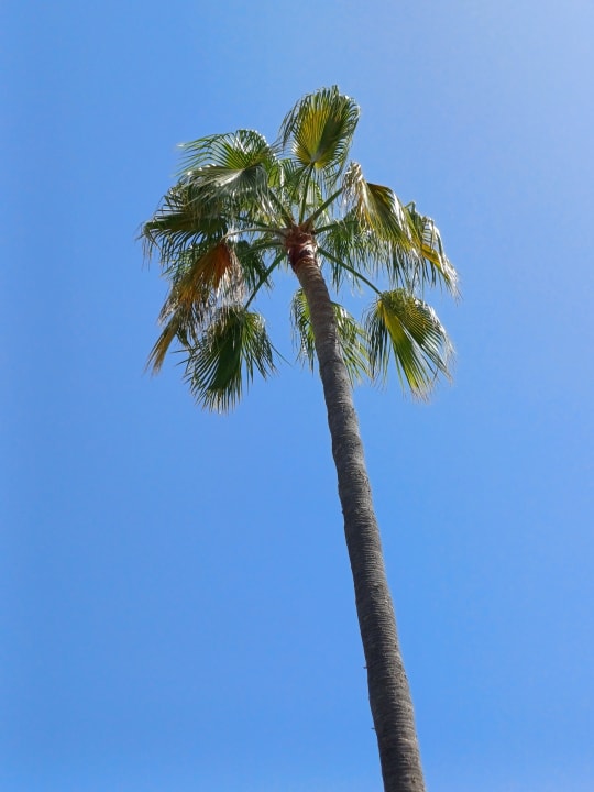 Gartenanlage R2 Lago Playa Park