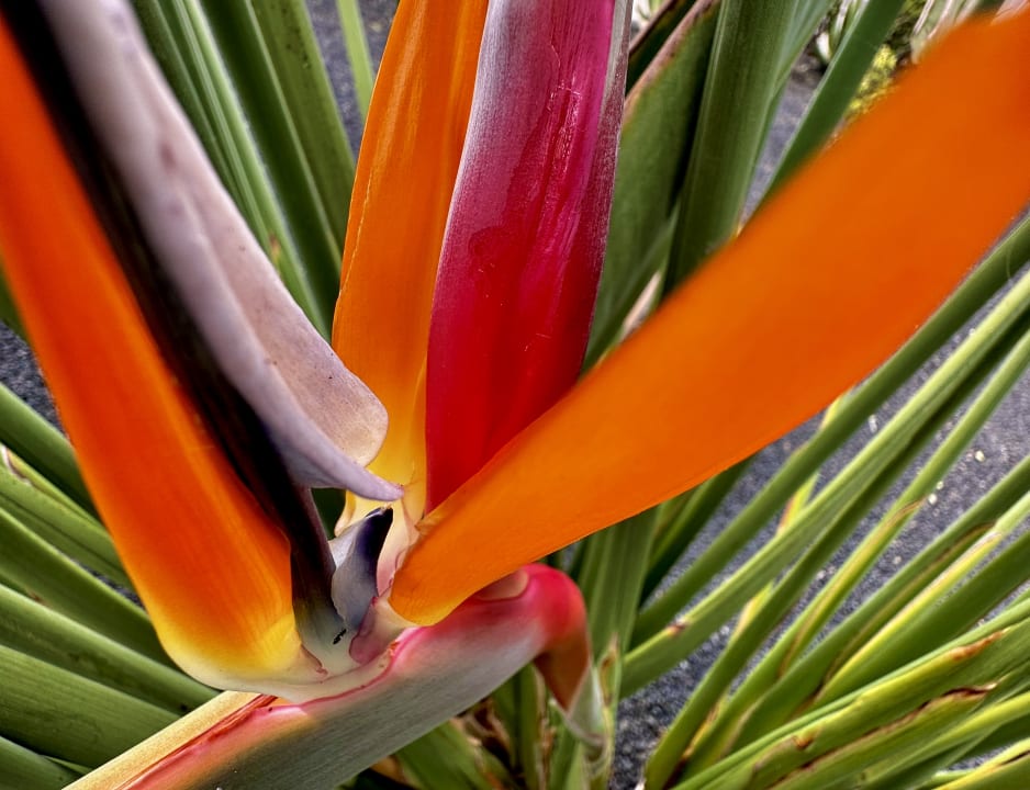 Gartenanlage Hotel Las Costas