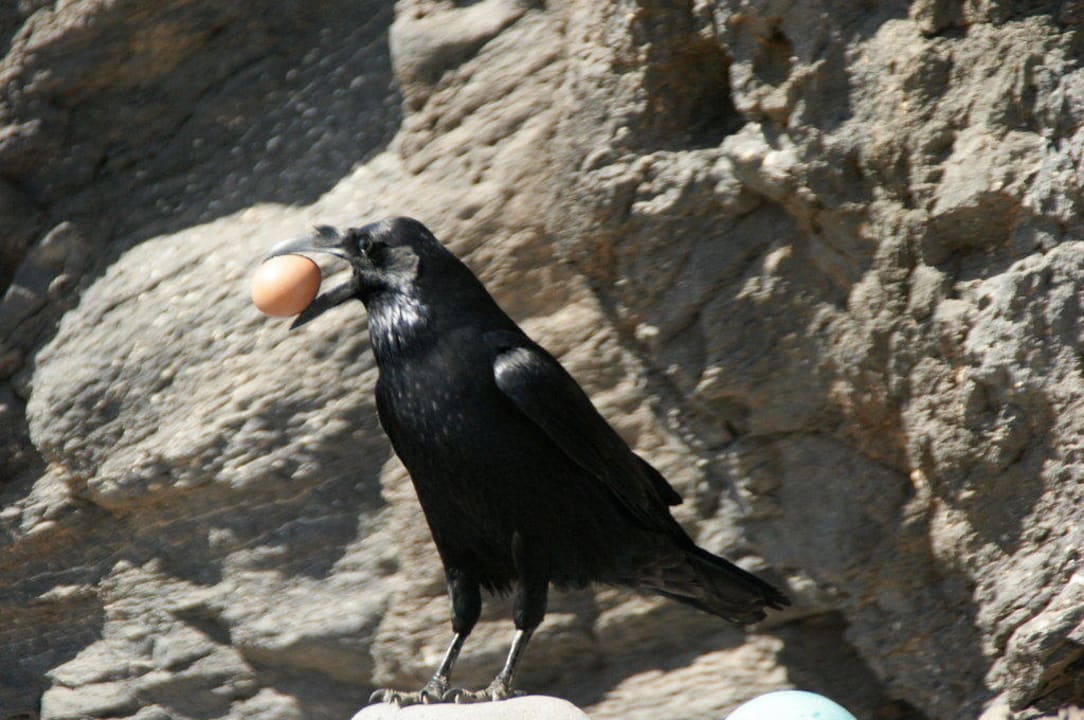 Bettelnde Raben am Strand SBH Club Paraiso Playa