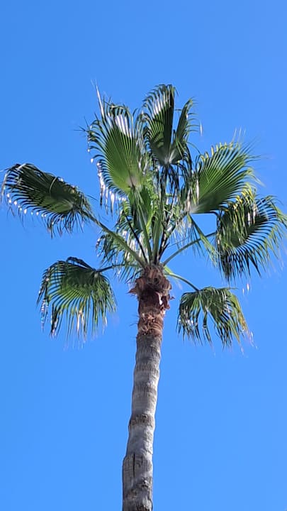 Pool Hotel Delphin Imperial