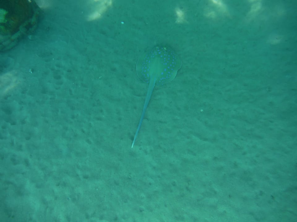 Blaupunktrochen Cleopatra Luxury Resort Makadi Bay