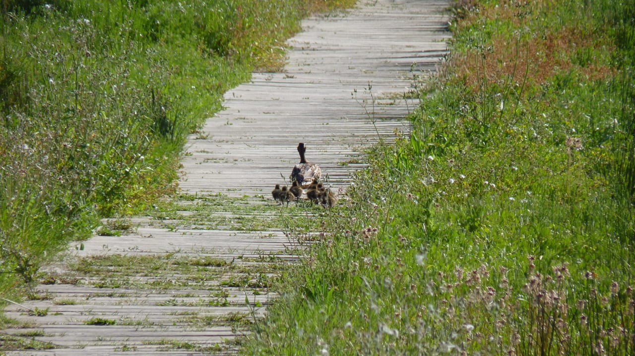 Hotel Club Pollentia Resort PortBlue Club Pollentia Resort & Spa