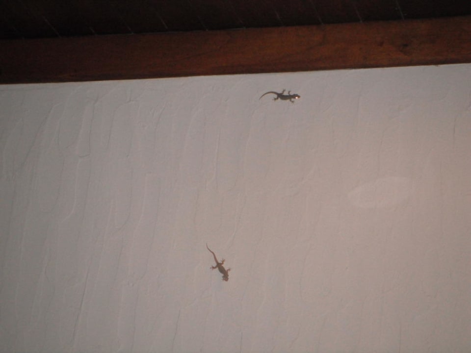 Gekos-grosse Helfer bei dem Kampf gegen Moskitos Kuramathi Maldives